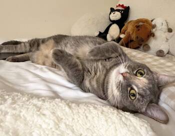 Stormy (reduced adoption fee) -  Domestic Short Hair Cat for Adoption in Melrose, Massachusetts - Stormy (reduced Adoption Fee) | PetCurious