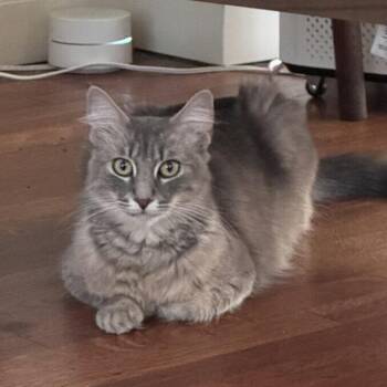 Silver -  Domestic Short Hair Cat for Adoption in Los Angeles, California - Silver | PetCurious
