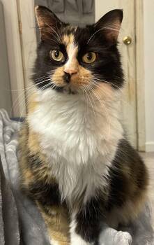 Rescue Domestic Long Hair Cats for Adoption in Dayton, Tennessee - Callie | PetCurious