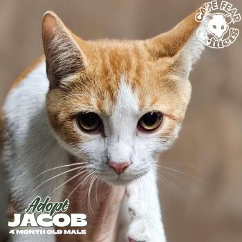 Jacob -  Domestic Short Hair Cat for Adoption in Wilmington, North Carolina - Jacob | PetCurious