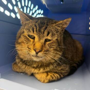 Macaroni -  Domestic Short Hair Cat for Adoption in Watertown, New York - Macaroni | PetCurious