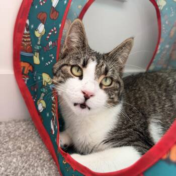 Rizzo -  Domestic Short Hair and Tabby Cat for Adoption in Cottonwood Heights, Utah - Rizzo | PetCurious