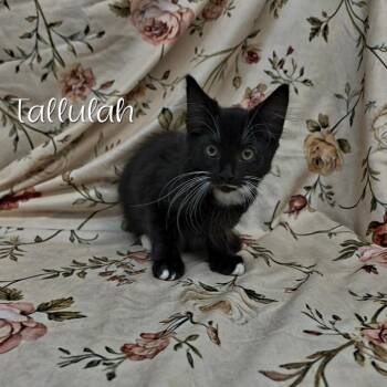 Tallulah -  Domestic Medium Hair Cat for Adoption in Parkersburg, West Virginia - Tallulah | PetCurious