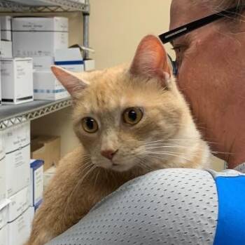Remmy -  Tabby Cat for Adoption in Wyandotte, Michigan - Remmy | PetCurious