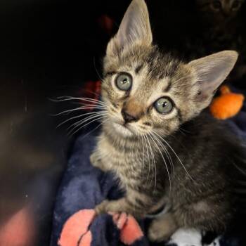 Jackie Sparrow -  Domestic Short Hair Cat for Adoption in Webster, Texas - Jackie Sparrow | PetCurious