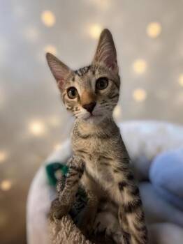 Igor Kot -  Domestic Short Hair and Tabby Cat for Adoption in Chandler, Arizona - Igor Kot | PetCurious
