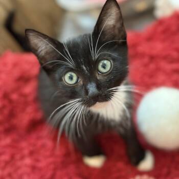 Rescue Domestic Short Hair Cats for Adoption in Los Angeles, California - Kiwi | PetCurious