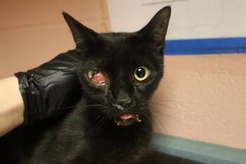 Rescue Domestic Short Hair Cats for Adoption in Columbia, South Carolina - ECLIPSE | PetCurious