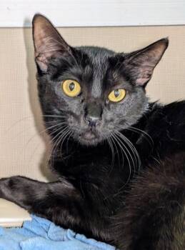 Brownie -  Domestic Short Hair Cat for Adoption in Bellevue, Washington - Brownie | PetCurious