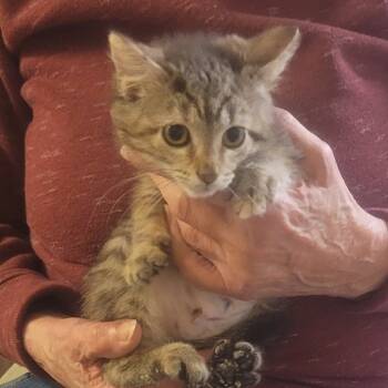 Rescue Domestic Short Hair and Domestic Medium Hair Cats for Adoption in Carmel, Indiana - Cece | PetCurious