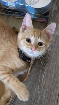 Cosmos (Moon/Star collar) -  Domestic Short Hair Cat for Adoption in Plymouth, Michigan - Cosmos (Moon/Star Collar) | PetCurious