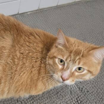 Ronaldo C11927 -  Domestic Short Hair Cat for Adoption - Ronaldo C11927 | PetCurious