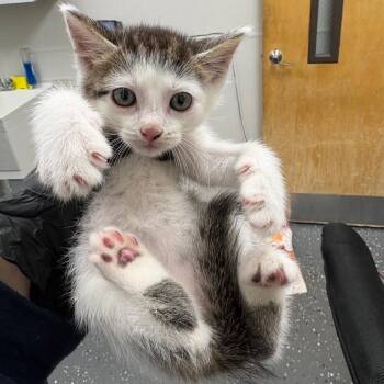 Modelo -  Domestic Short Hair Cat for Adoption in Columbiana, Alabama - Modelo | PetCurious