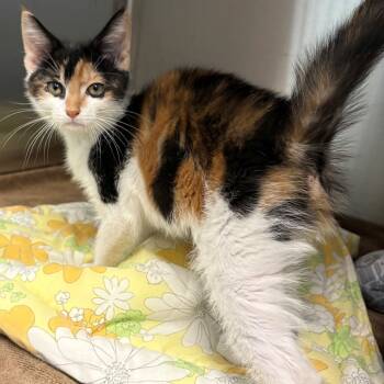 Rescue Domestic Short Hair Cats for Adoption in East Hanover, New Jersey - Patricia | PetCurious