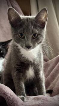 Octavia -  Domestic Short Hair Cat for Adoption in Buffalo, New York - Octavia | PetCurious