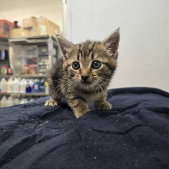 Margalo -  Domestic Short Hair and Mixed Breed Cat for Adoption in Spruce Pine, North Carolina - Margalo | PetCurious