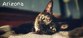 Arizona -  Domestic Short Hair Cat for Adoption in Adrian, Michigan - Arizona | PetCurious