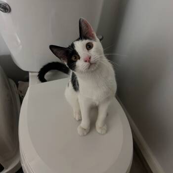 Rescue Domestic Short Hair Cats for Adoption in Aspinwall, Pennsylvania - Sandy | PetCurious