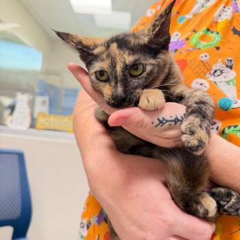 Marcie -  Domestic Short Hair Cat for Adoption in Englewood, Florida - Marcie | PetCurious