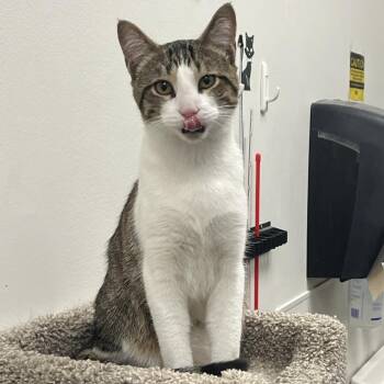 Domestic Short Hair Cats Available for Adoption in Falls Church, Virginia - Linx | PetCurious