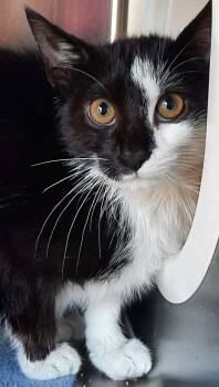 Macchiato -  Domestic Short Hair Cat for Adoption in Georgetown, Ohio - Macchiato | PetCurious