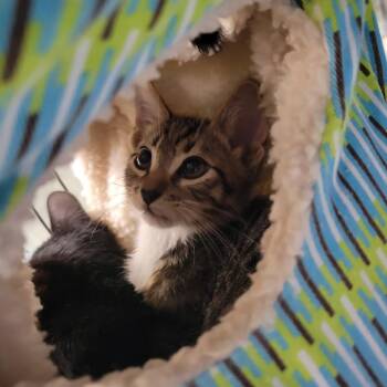 Grandpa Joe -  Domestic Short Hair Cat for Adoption in Westminster, California - Grandpa Joe | PetCurious
