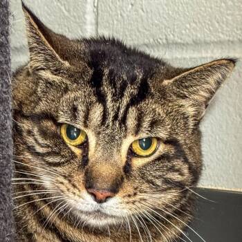 Domestic Short Hair Cats Available for Adoption in Kennebunk, Maine - Buttons | PetCurious
