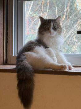 Rescue Domestic Long Hair Cats for Adoption in Crompond, New York - Ariel | PetCurious