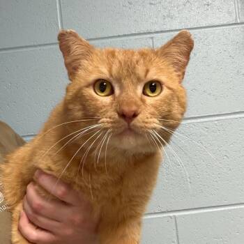 Domestic Short Hair Cats Available for Adoption - Ed | PetCurious