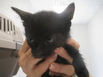 KING MONDO -  Domestic Short Hair Cat for Adoption in Ocala, Florida - KING MONDO | PetCurious