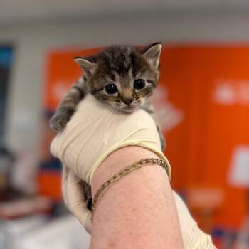 Okra -  Domestic Short Hair Cat for Adoption in Bentonville, Arkansas - Okra | PetCurious