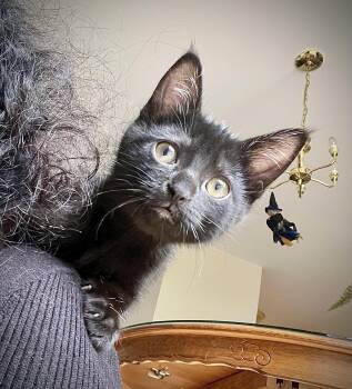 Rescue Domestic Short Hair and Bombay Cats for Adoption in Rocky Hill, Connecticut - Raven | PetCurious