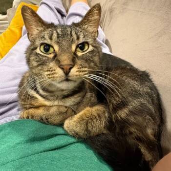 Domestic Short Hair Cats Available for Adoption in Des Moines, Iowa - Baby | PetCurious