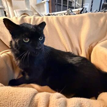 Domestic Short Hair Cats Available for Adoption - Azriel | PetCurious