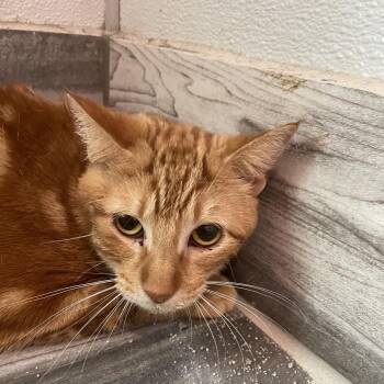 Domestic Short Hair Cats Available for Adoption - Tater Tot | PetCurious