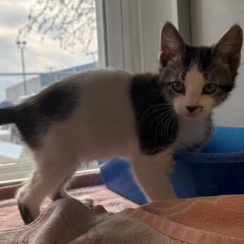 Domestic Short Hair Cats Available for Adoption - Icicle | PetCurious