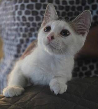Divot -  American Shorthair Cat for Adoption in Buckeye, Arizona - Divot | PetCurious
