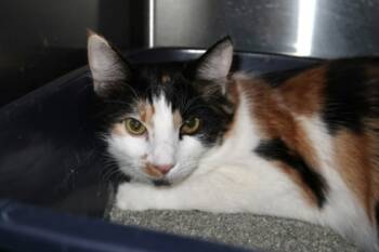 Rescue Domestic Medium Hair and Domestic Short Hair Cats for Adoption in Scottsdale, Arizona - Mia | PetCurious