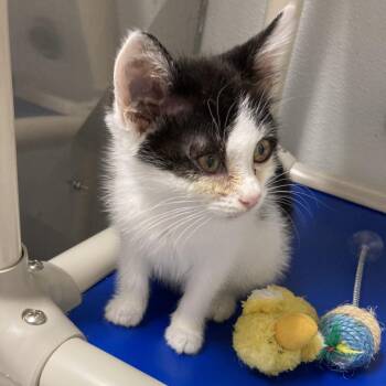 Dottie -  American Shorthair Cat for Adoption in Blue Ridge, Georgia - Dottie | PetCurious