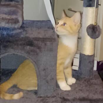 Mittens -  Domestic Short Hair Cat for Adoption - Mittens | PetCurious