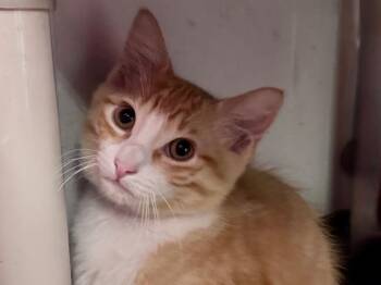 Cheeto -  Domestic Short Hair Cat for Adoption in Powell, Ohio - Cheeto | PetCurious
