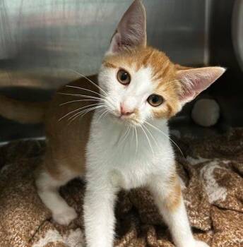 Paprika -  Domestic Short Hair Cat for Adoption in Raleigh, North Carolina - Paprika | PetCurious
