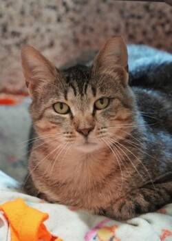 Betsy Jo 52123 -  Domestic Short Hair Cat for Adoption in Aiken, South Carolina - Betsy Jo 52123 | PetCurious