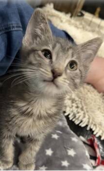 Crumpet -  Domestic Short Hair Cat for Adoption in Mustang, Oklahoma - Crumpet | PetCurious