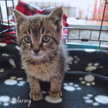 Tractor -  Domestic Short Hair Cat for Adoption in Cheyenne, Wyoming - Tractor | PetCurious