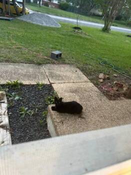Domestic Short Hair Cats Available for Adoption in Fairfax, Virginia - Amren | PetCurious