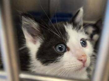 A1048555 -  Domestic Short Hair Cat for Adoption in Martinez, California - A1048555 | PetCurious