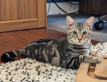 Gertrude -  Domestic Short Hair Cat for Adoption in Oviedo, Florida - Gertrude | PetCurious