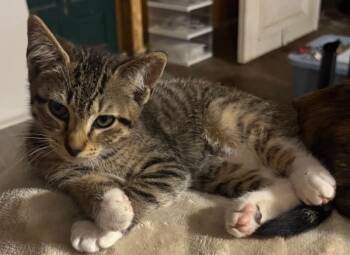 Captain -  Domestic Short Hair Cat for Adoption in Darien, Georgia - Captain | PetCurious