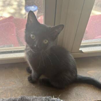 Xena -  Domestic Short Hair Cat for Adoption in Bentonville, Arkansas - Xena | PetCurious